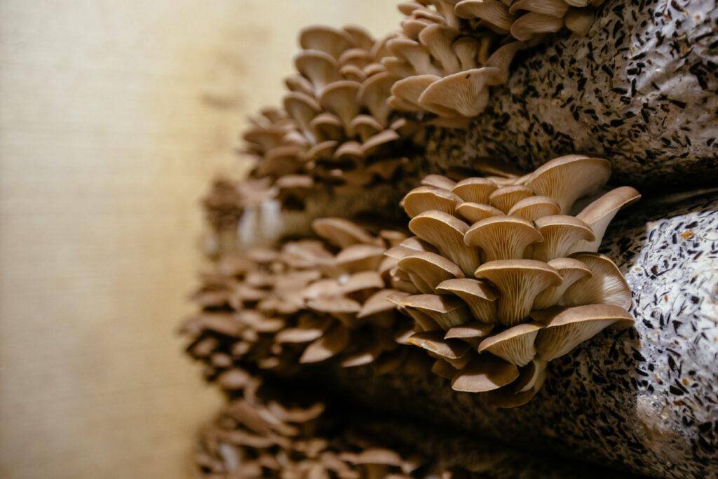 Smaki na boczniaki - Oyster mushroom