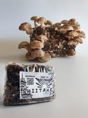 shiitake - podłoże do uprawy
