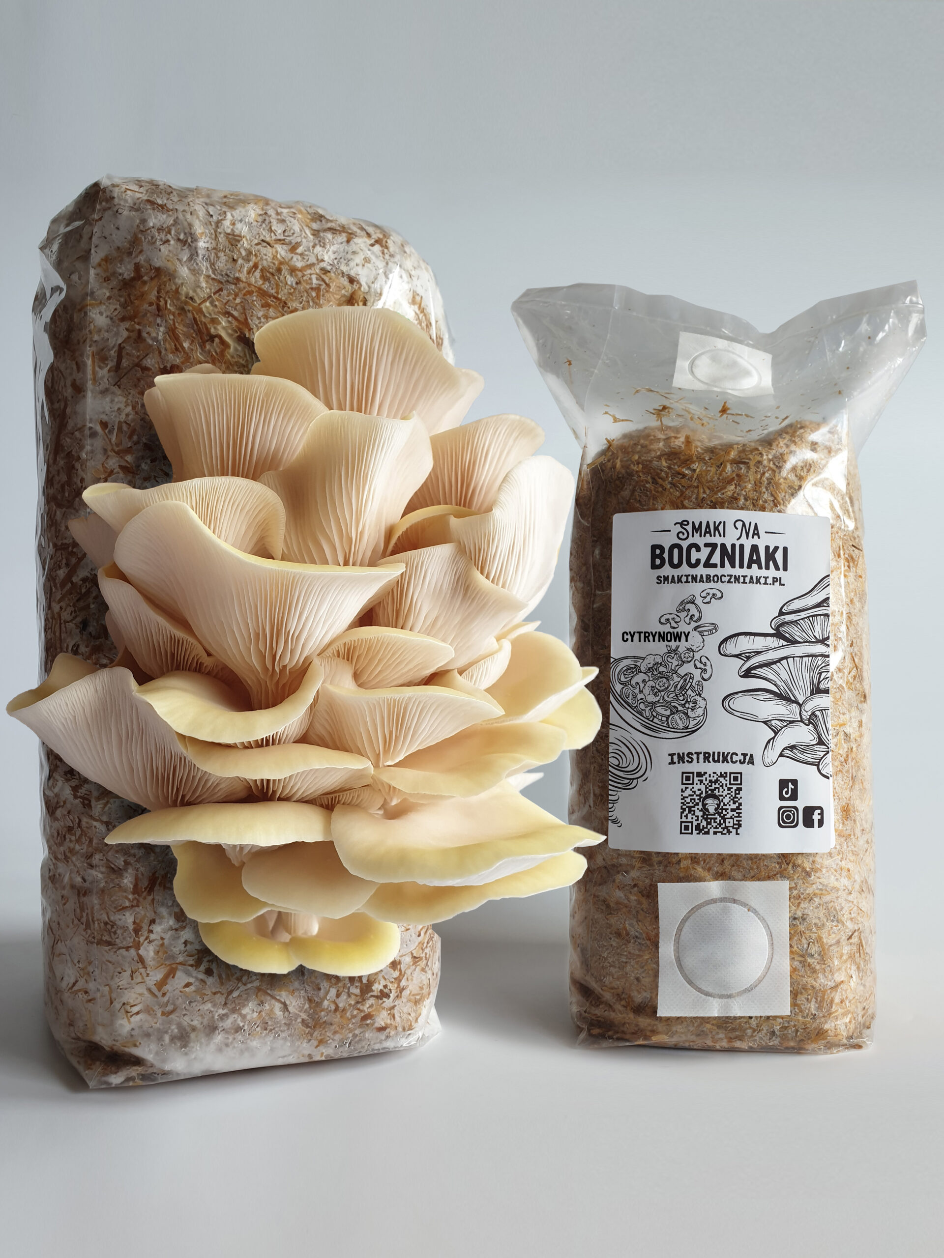 boczniak cytrynowy - podłoże