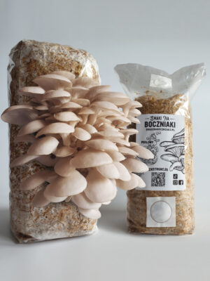 boczniak perłowy - podłoże