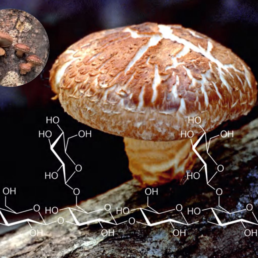 czerwona biotechnologia grzyby w medycynie